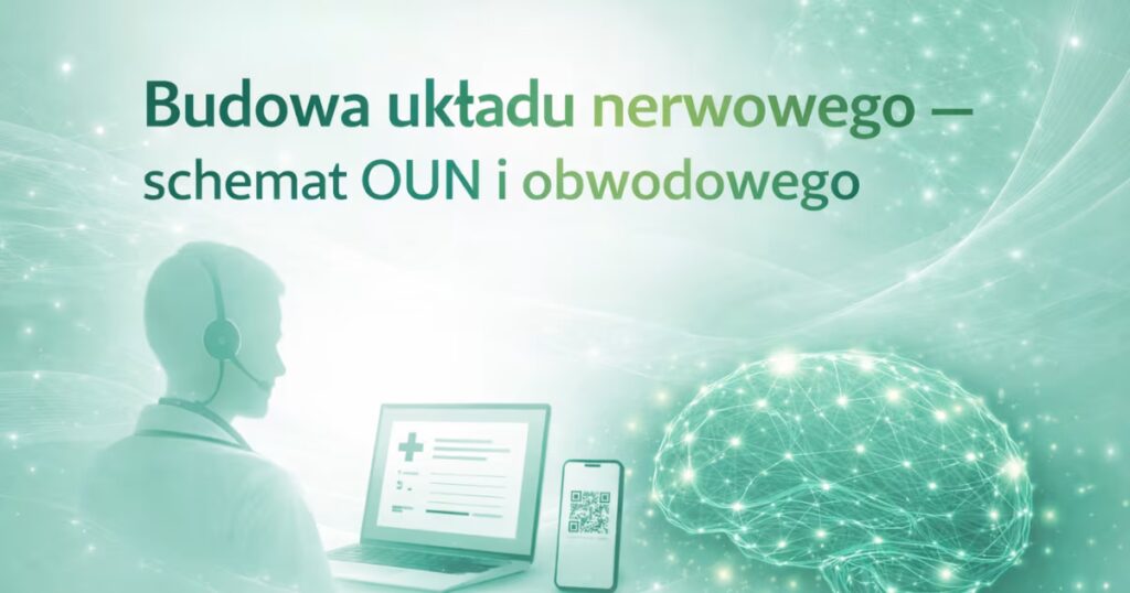 Budowa układu nerwowego —&nbsp;schemat OUN i&nbsp;obwodowego